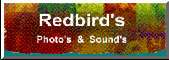 Redbird's Photos and Sounds